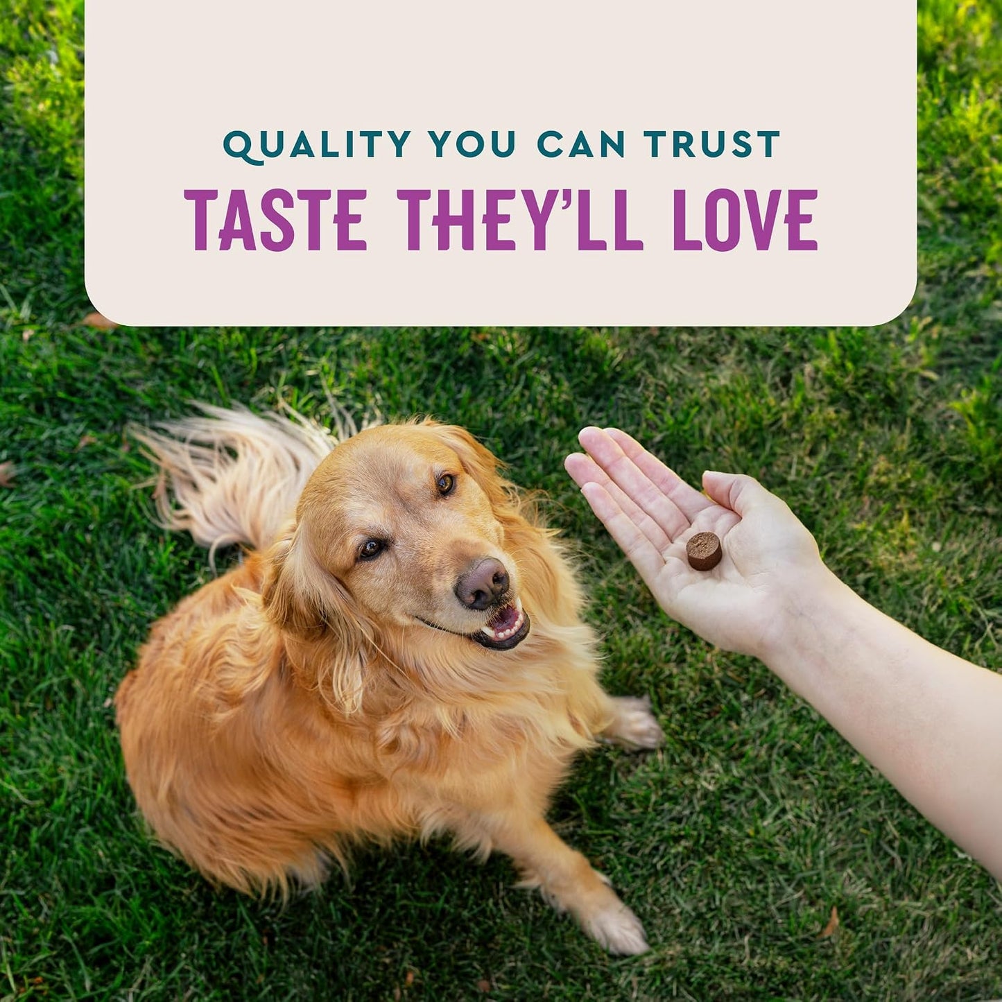 Advanced Calming Chews for Dogs, 60 Count